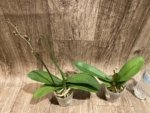 In Spike Phalaenopsis Yushan Fairy Go (2.5” Pot) - Image 3