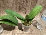 In Spike Phalaenopsis Yushan Fairy Go (2.5” Pot) - Image 8