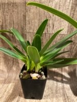 Paphiopedilum Quintal Wonder (dianthum alba x haynaldianum alba) Double Growths (3.5” Pot) - Image 7