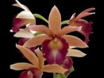 Phaius Lady Ramona Harris 'Looking you' (3.5” pot)