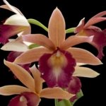 Phaius Lady Ramona Harris 'Looking you' (3.5” pot)
