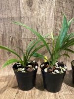 Phaius Lady Ramona Harris 'Looking you' (3.5” pot) - Image 4