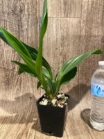 Zygotoria Midnight Jack (3.5” pot) - Image 2