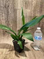 Zygotoria Midnight Jack (3.5” pot) - Image 3