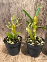 In Buds Fragrant - Dendrobium Lady Moon 'Romeo (4” pot) - Image 6