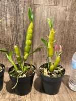 In Buds Fragrant - Dendrobium Lady Moon 'Romeo (4” pot) - Image 7