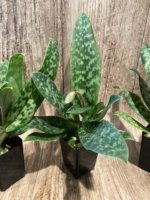 In Spike Paphiopedilum Maudiae lost tag (2" pot) - Image 2