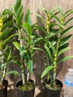 In Buds Fragrant - Dendrobium Peaceful Thinking Tall with Multi Canes (4.5” pot) - Image 6