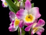 In Buds Fragrant - Dendrobium Bright Eye Tall with Multi Canes (4.5” pot)