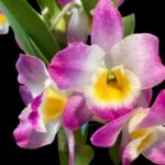 In Buds Fragrant - Dendrobium Bright Eye Tall with Multi Canes (4.5” pot)