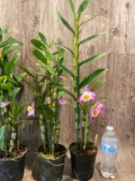 In Buds Fragrant - Dendrobium Bright Eye Tall with Multi Canes (4.5” pot) - Image 5