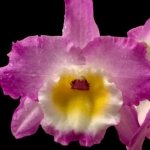 In Buds Dendrobium Victory Bell 'Beauty' Large Flower (5” pot)