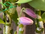 In Buds Dendrobium Victory Bell 'Beauty' Large Flower (5” pot) - Image 2