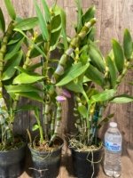 In Buds Dendrobium Victory Bell 'Beauty' Large Flower (5” pot) - Image 5