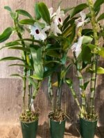 In Buds Dendrobium Pure Heart "Snow Love Plant” 27”-32” Tall Canes Large Flowers (4” pot) - Image 6