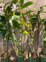 In Buds Dendrobium Pure Heart "Snow Love Plant” 27”-32” Tall Canes Large Flowers (4” pot) - Image 9