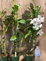 In Buds Dendrobium Pure Heart "Snow Love Plant” 27”-32” Tall Canes Large Flowers (4” pot) - Image 8