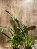 Very Tall Spike Oncidium Yuan Nan Fragrant #2 (mericione) (3.5” pot) - Image 2