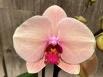 Double Spikes Phalaenopsis Sunset Gemstone (4" Pot) - Image 3