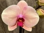 Double Spikes Phalaenopsis Sunset Gemstone (4" Pot) - Image 4