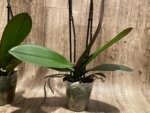 Double Spikes Phalaenopsis Sunset Gemstone (4" Pot) - Image 11