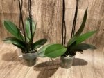 Double Spikes Phalaenopsis Sunset Gemstone (4" Pot) - Image 10
