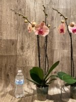 Double Spikes Phalaenopsis Sunset Gemstone (4" Pot) - Image 8