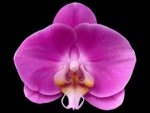 Double Spikes Phalaenopsis Novelty NOID (4" Pot)
