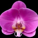 Double Spikes Phalaenopsis Novelty NOID (4" Pot)