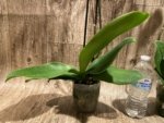 Double Spikes Phalaenopsis Novelty NOID (4" Pot) - Image 9