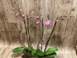 Double Spikes Phalaenopsis Novelty NOID (4" Pot) - Image 6