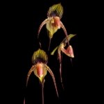 Paphiopedilum Wossner Black Wings (rothschildianum x anitum) (3.5” pot)