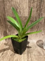 Paphiopedilum Wossner Black Wings (rothschildianum x anitum) (3.5” pot) - Image 2