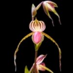 Paphiopedilum Booth's Stone-Lady (Lady Isabel x stonei) (3.5” pot)