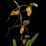 Paphiopedilum Addicted Phillip (philippinense x adductum var. annitum) (3.5” pot) - Image 2