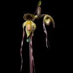 Paphiopedilum Addicted Phillip (philippinense x adductum var. annitum) (3.5” pot)