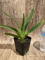 Paphiopedilum Addicted Phillip (philippinense x adductum var. annitum) (3.5” pot) - Image 3