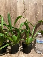 Double Spikes Oncostele Red Silk 'HOF' (3.5” pot) - Image 8