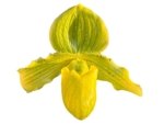 Paphiopedilum venustum 'Yellow' × Avalon Delight '#2' (3.5” pot) - Image 2