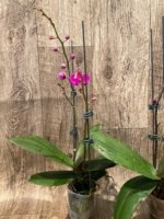 Double Spikes Phalaenopsis Dtps Queen Bear Large Plant (3.5" pot) - Image 7