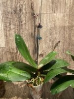 Double Spikes Phalaenopsis Dtps Queen Bear Large Plant (3.5" pot) - Image 6