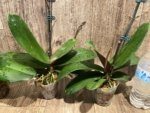 Double Spikes Phalaenopsis Dtps Queen Bear Large Plant (3.5" pot) - Image 10