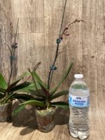 Double Spikes Phalaenopsis Dtps Queen Bear Large Plant (3.5" pot) - Image 9