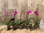 In Spike Phalaenopsis Dtps Queen Bear Large Plant (3.5" pot) - Image 4