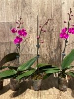 In Spike Phalaenopsis Dtps Queen Bear Large Plant (3.5" pot) - Image 7