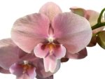 Tall Spike Phalaenopsis Beauty Big Lip Shulong  TWM-T22-131 (4.5" pot) - Image 2