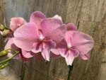 Tall Spike Phalaenopsis Beauty Big Lip Shulong  TWM-T22-131 (4.5" pot) - Image 4