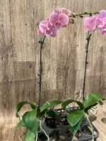 Tall Spike Phalaenopsis Beauty Big Lip Shulong  TWM-T22-131 (4.5" pot) - Image 11