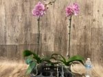 Tall Spike Phalaenopsis Beauty Big Lip Shulong  TWM-T22-131 (4.5" pot) - Image 7