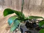 Tall Spike Phalaenopsis Beauty Big Lip Shulong  TWM-T22-131 (4.5" pot) - Image 14